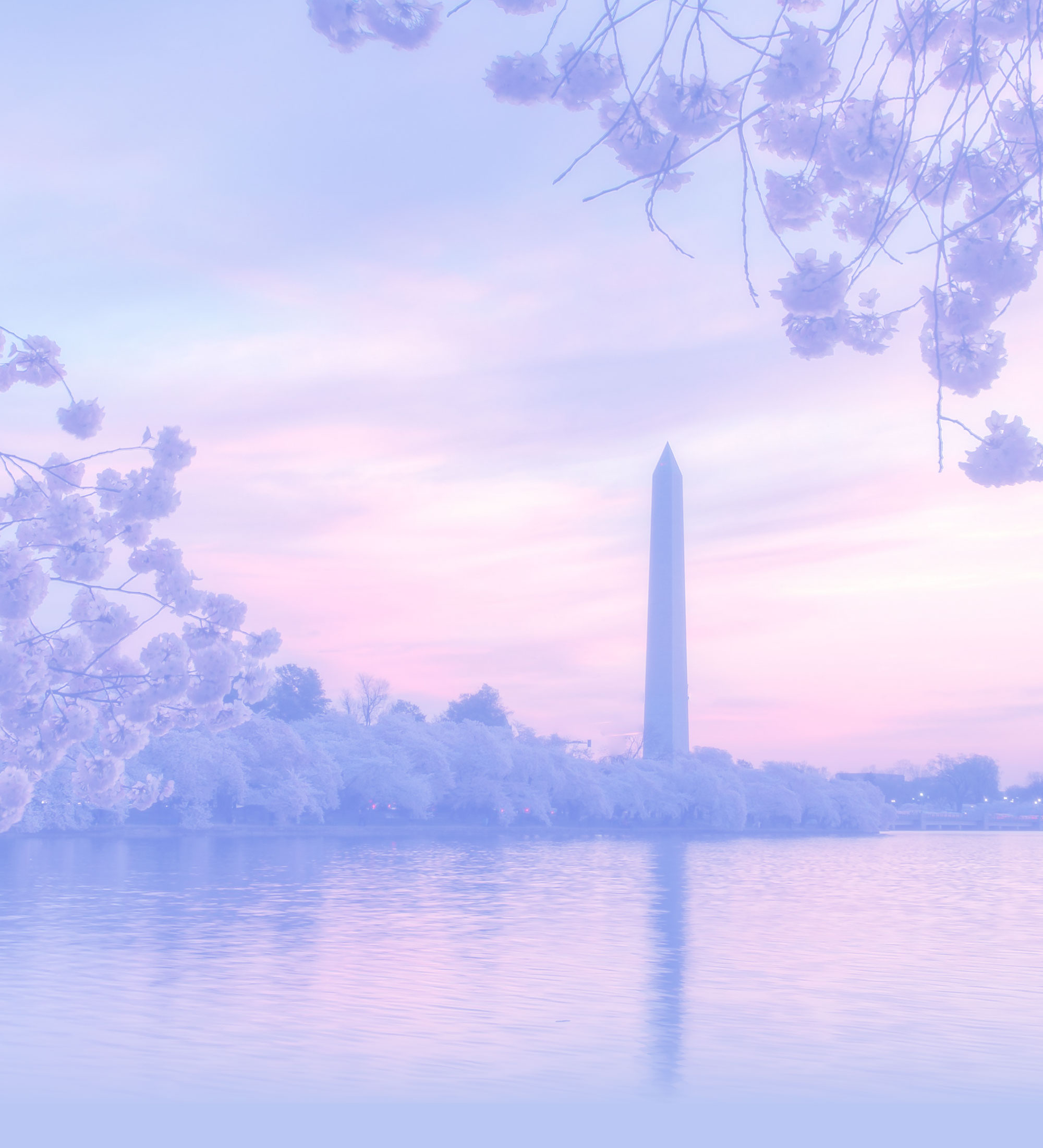 Cherry Blossoms on Lake